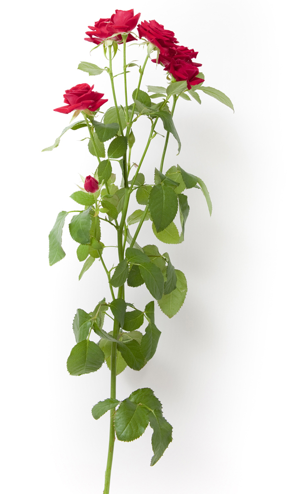 プライバシーポリシー